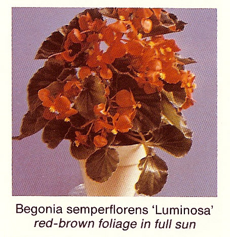 B. ‘Luminosa’